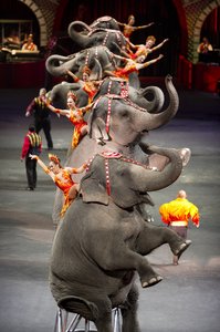 Elephant Act from Ringling Bros. and Barnum & Bailey's BUILT TO AMAZE!