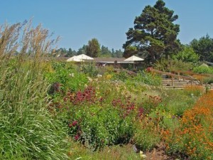 Perrenial Garden at MENDOCINO COAST BOTANICAL GARDENS in Fort Bragg, CA