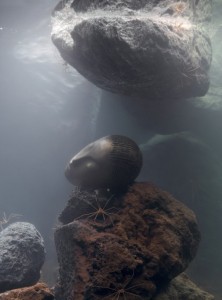 Zoodram 5 (after 'Sleeping Muse' by Constantin Brancusi) Pierre Huyghe 2011 Glass tank, filtration system, resin mask, hermit crab, arrow crabs and basalt rock 30 x 53 x 39 in. (76.2 x 134.62 x 99.06 cm)  © Pierre Huyghe, Courtesy Marian Goodman Gallery, New York/Paris
