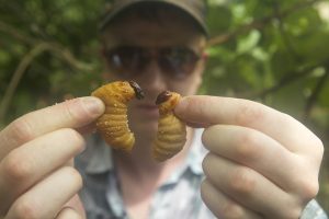 Ben Reade holding two palm weevil larvae in BUGS. Photographer: Andreas Johnsen