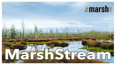 Post image for Theater Preview: MARSHSTREAM (The Marsh San Francisco)