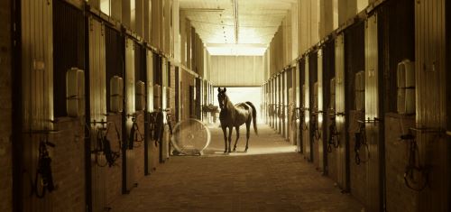 Post image for Extras / Film: Must Watch Movies About Horse Racing Before The Kentucky Derby