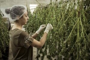 Person harvesting cannabis plants indoors with gloves and hairnet.