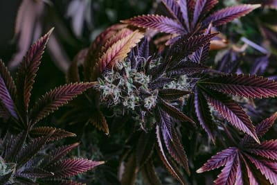Close-up of a cannabis plant with purple and green leaves.
