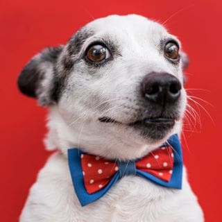 A small dog wearing a red, white, and blue bow tie against a red background.