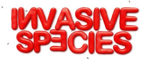 Red balloon letters spelling "INVASIVE SPECIES" with some letters upside down.