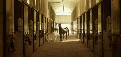 A horse stands in a sunlit stable aisle with stalls on both sides.