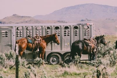 Horses tied to a trailer in a rural area with hills in the background.