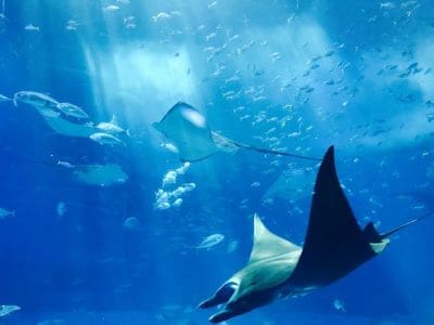 A manta ray glides gracefully underwater surrounded by bubbles and fish.